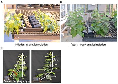 The Inducible Accumulation of Cell Wall-Bound p-Hydroxybenzoates Is Involved in the Regulation of Gravitropic Response of Poplar